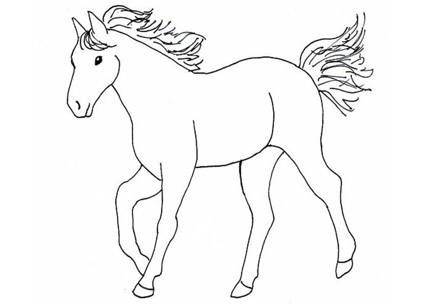 pferde-10
