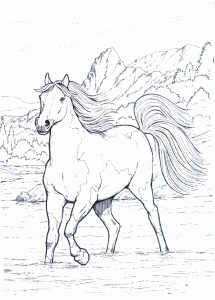 Pferde-16