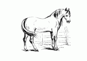 Pferde-19