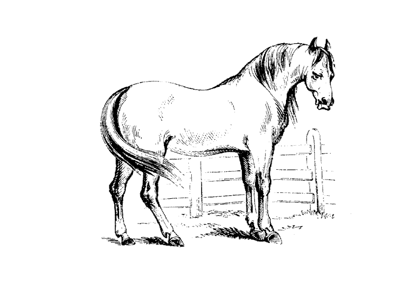 pferde-19