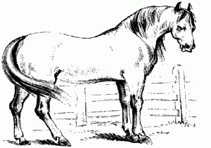 Pferde-9