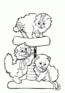 katze 11