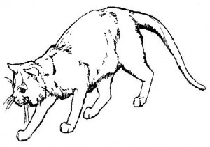 katze 7