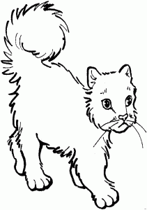 katze 6