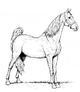 pferde 6