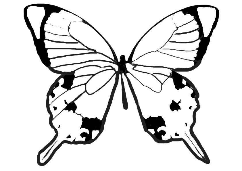 Malvorlagen-Schmetterling  10