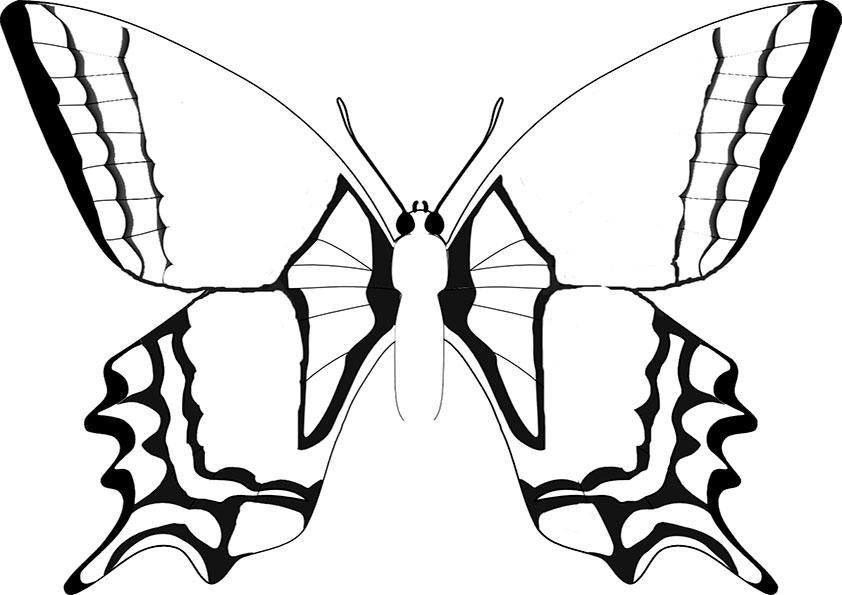 Malvorlagen-Schmetterling 9