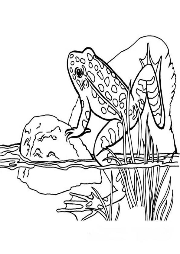 malvorlagen frosch -3